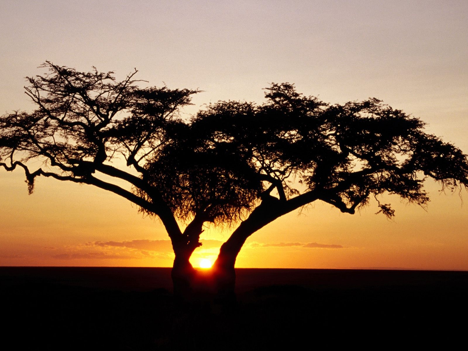 مجموعة خلفيات:شروق الشمس Safari Sunrise, Africa - 1600x1200 - ID 17989